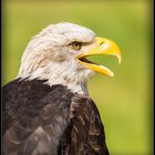 Weisskopfseeadler - Portrait