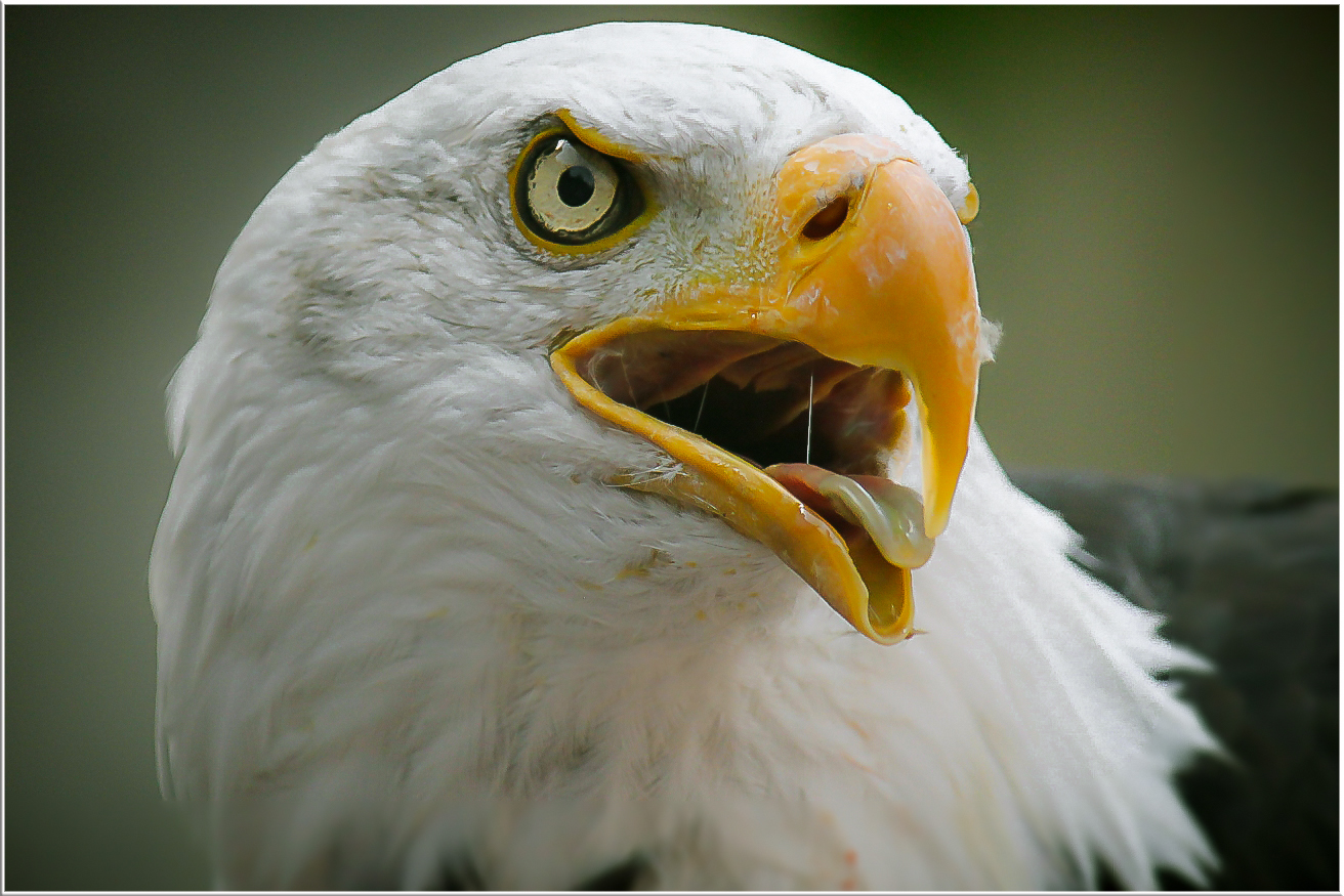 Weißkopfseeadler Portrait