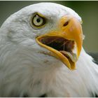 Weißkopfseeadler Portrait