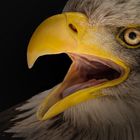 Weißkopfseeadler Portrait