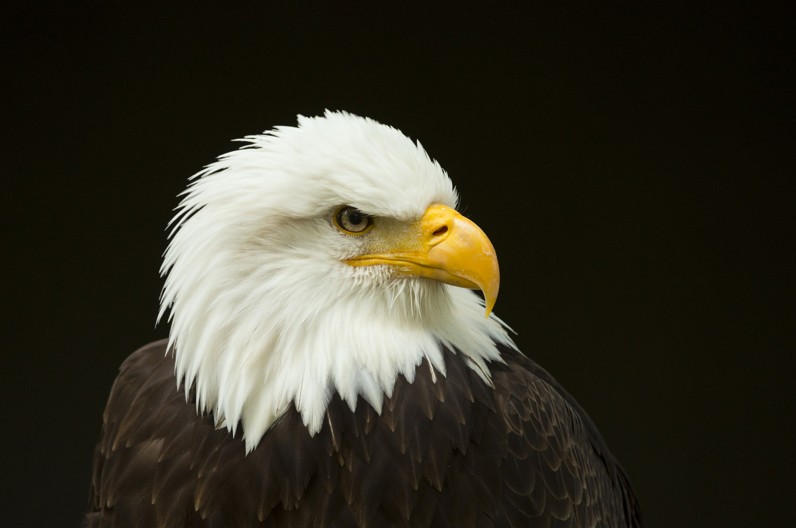 Weißkopfseeadler - Portrait