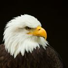 Weißkopfseeadler - Portrait