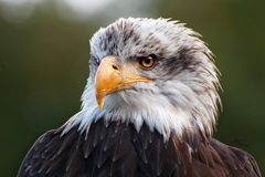 Weißkopfseeadler Portrait