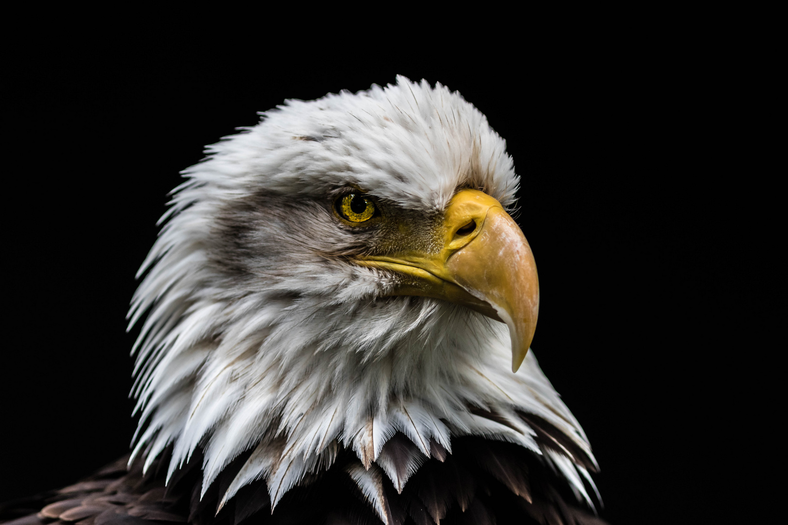 Weißkopfseeadler Portrait