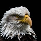 Weißkopfseeadler Portrait