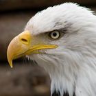 Weißkopfseeadler-Portrait