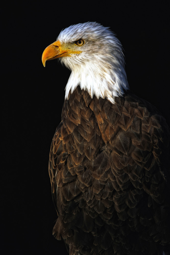 Weisskopfseeadler Portrait - Haliaeetus leucocephalus