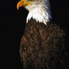 Weisskopfseeadler Portrait - Haliaeetus leucocephalus