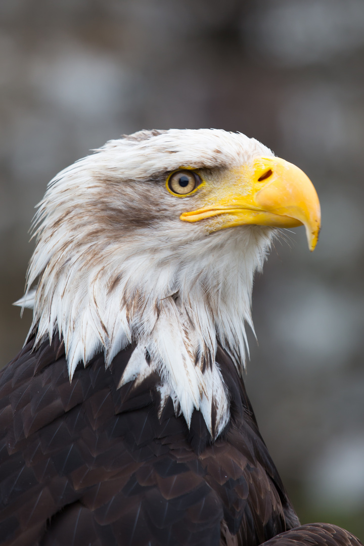 Weisskopfseeadler Portrait I