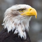 Weisskopfseeadler Portrait I