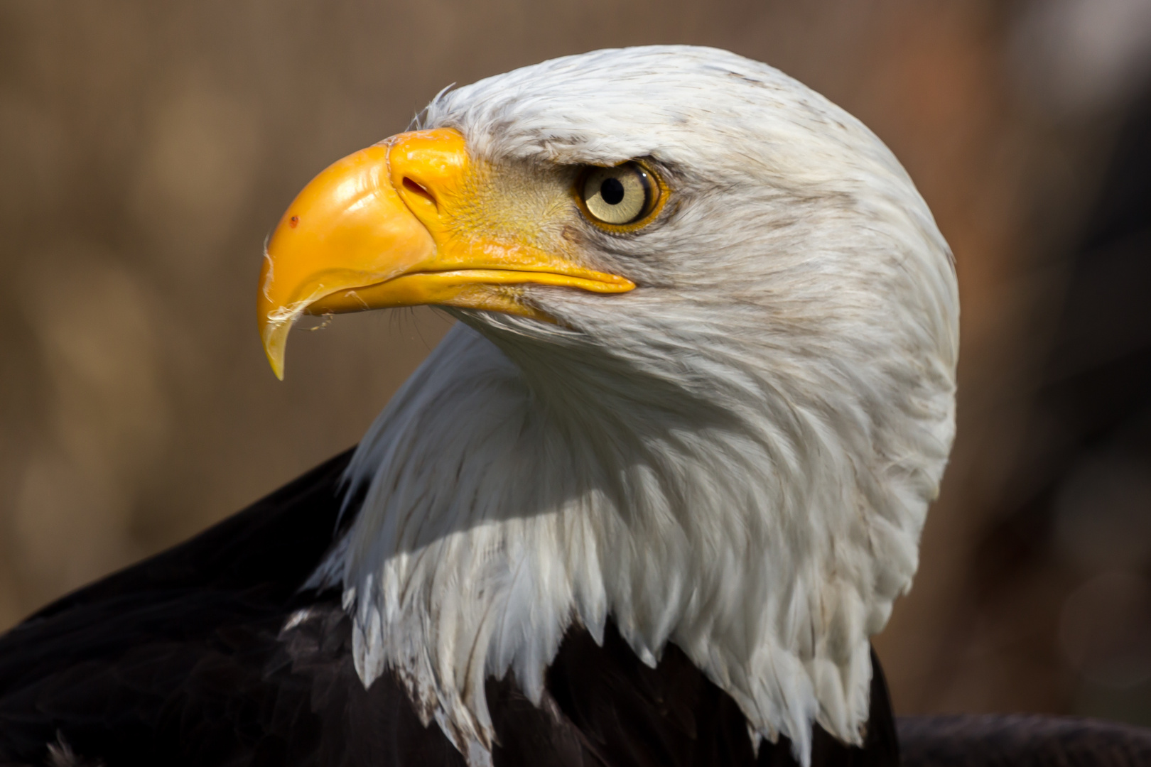 Weißkopfseeadler Portrait II