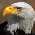 Weißkopfseeadler Portrait II