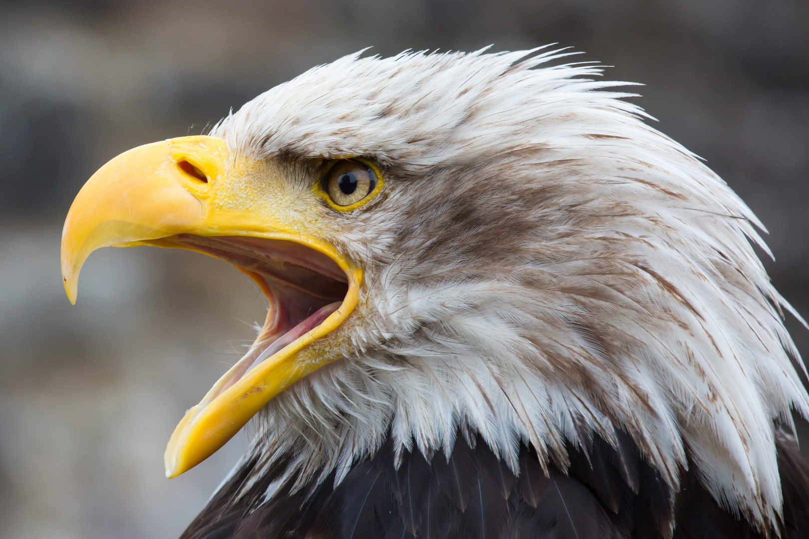 Weisskopfseeadler Portrait II