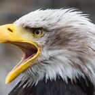 Weisskopfseeadler Portrait II