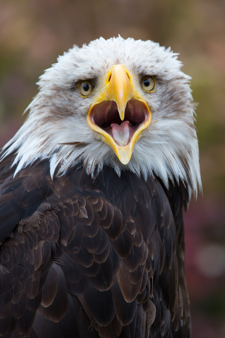 Weisskopfseeadler Portrait III