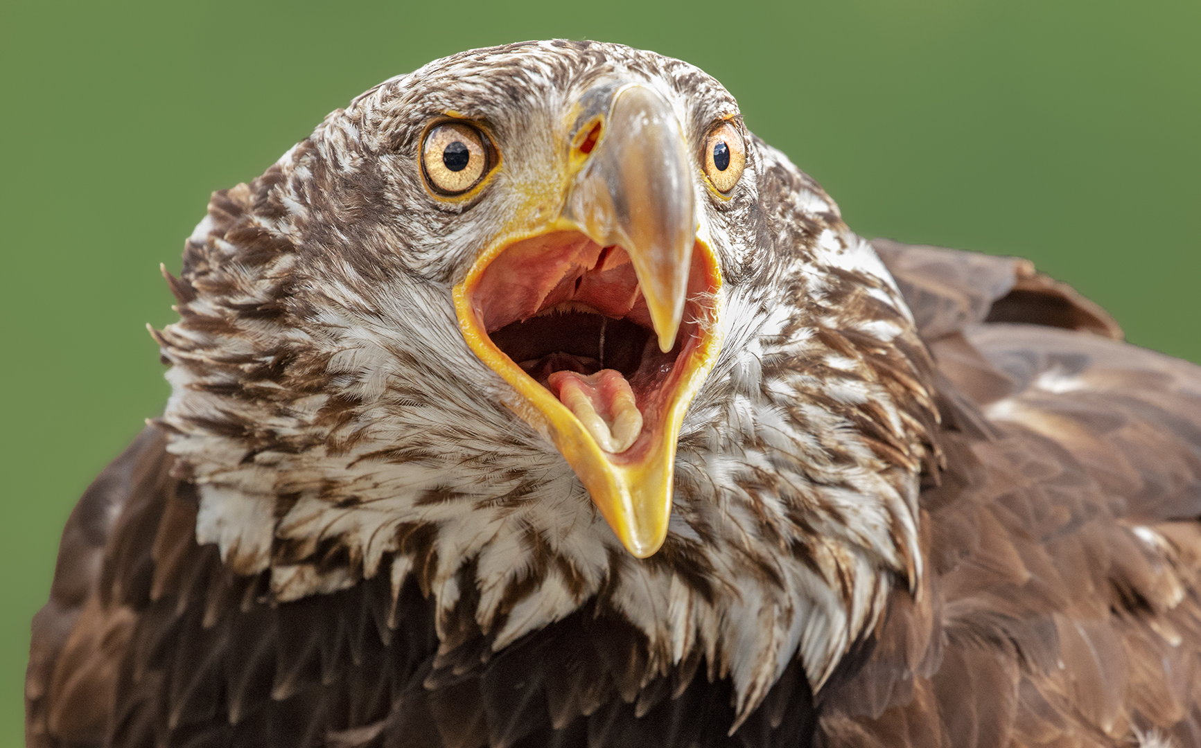 Weißkopfseeadler-Portrait Jungtier