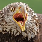 Weißkopfseeadler-Portrait Jungtier