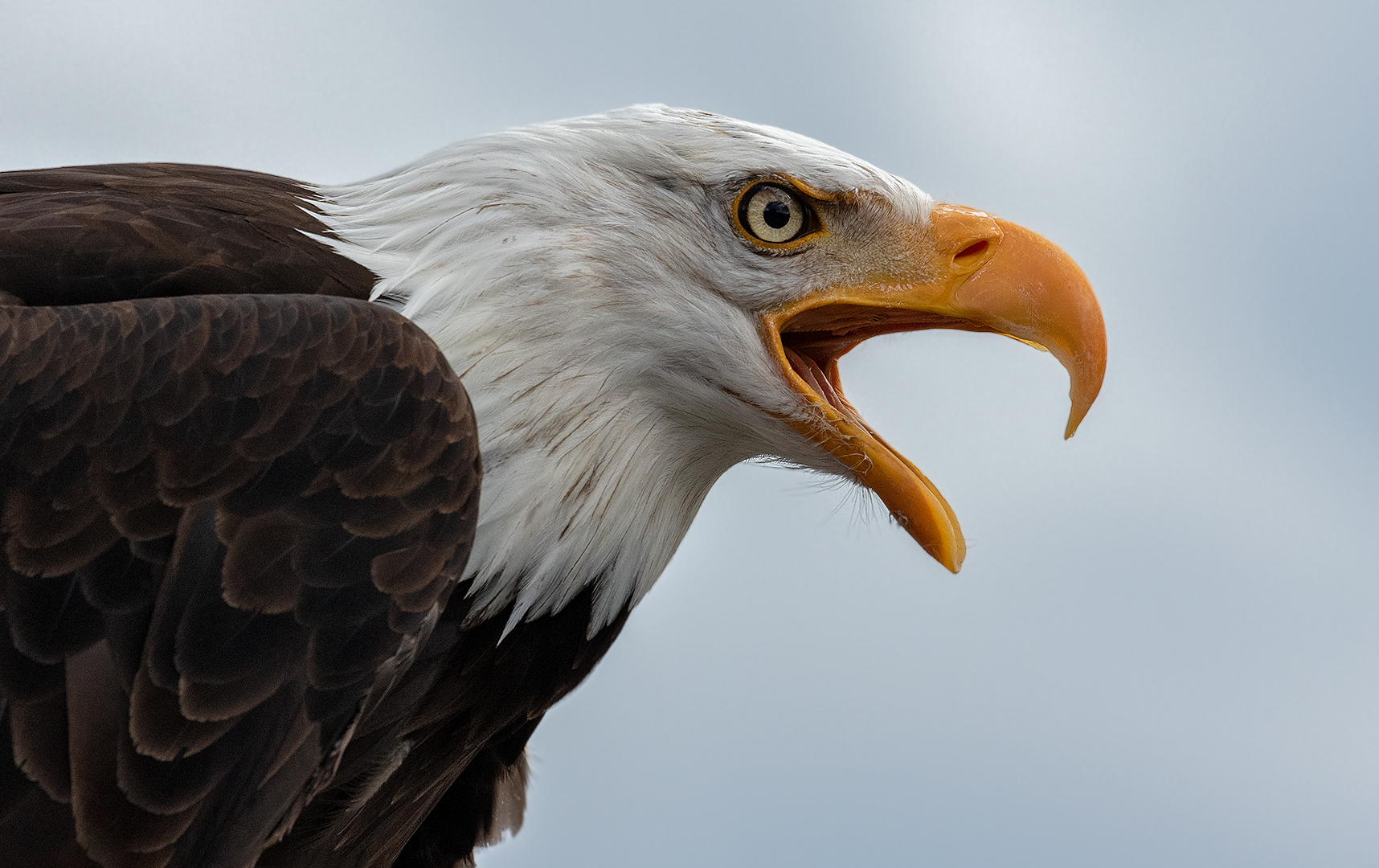 Weißkopfseeadler-Portraut 