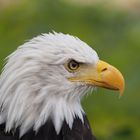weisskopfseeadler - profil