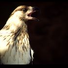 Weisskopfseeadler Profil
