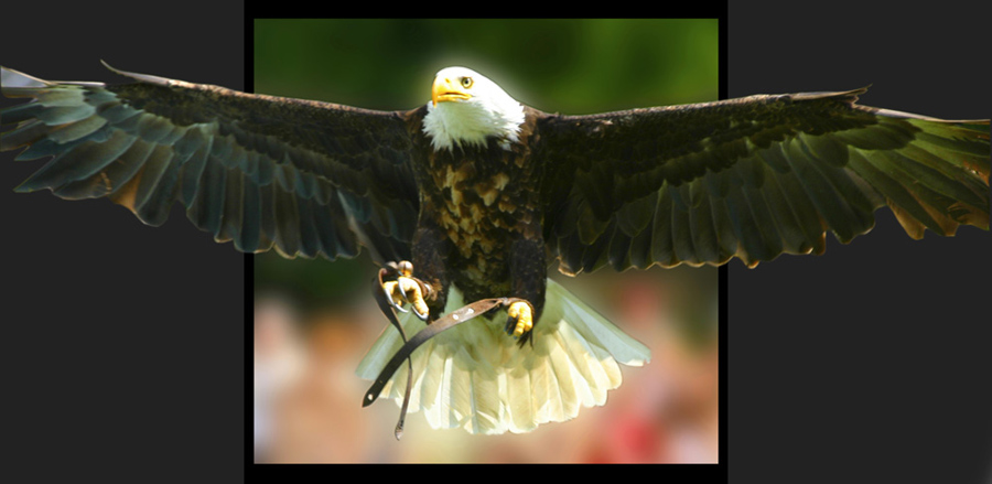 Weißkopfseeadler reloded