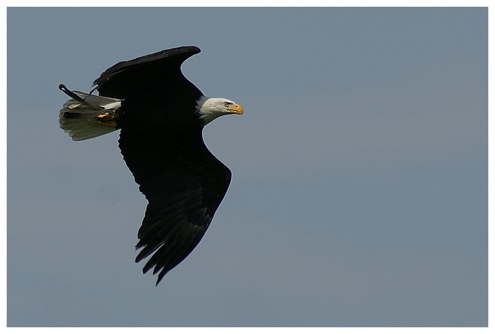 Weißkopfseeadler "Sam"