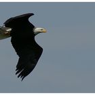 Weißkopfseeadler "Sam"