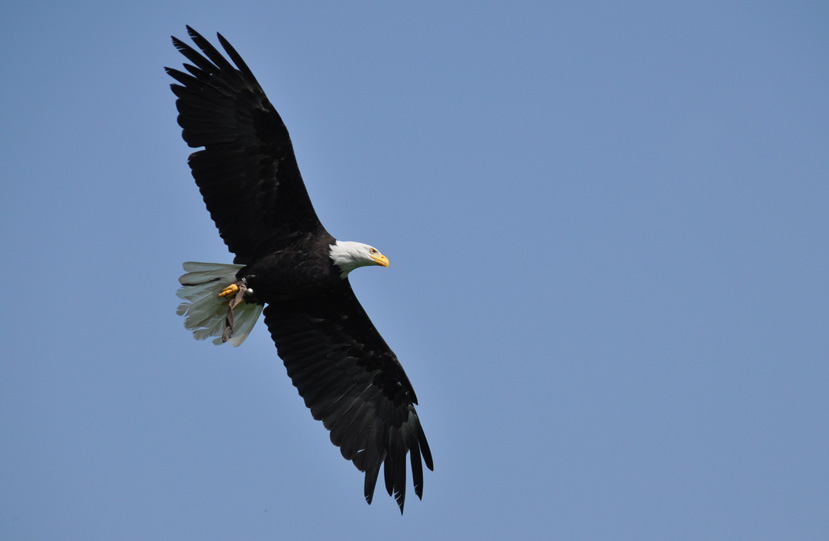 Weißkopfseeadler Sam