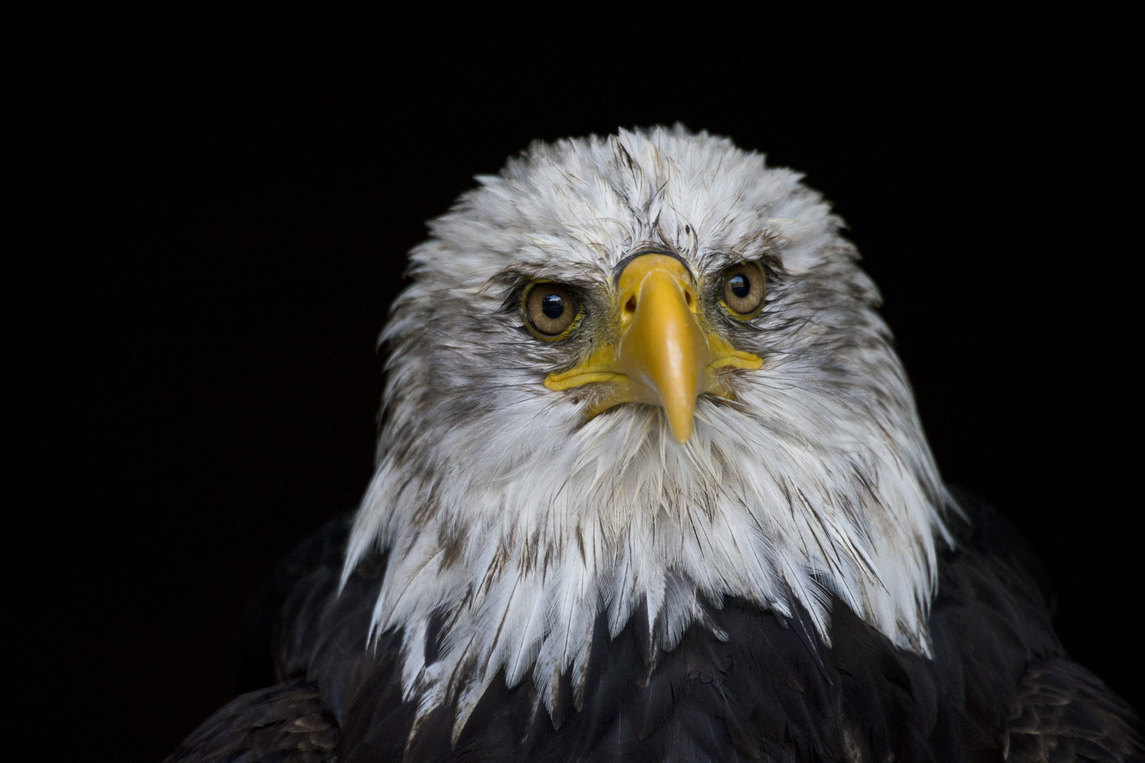 Weißkopfseeadler - schon 'zig mal gesehen - trotzdem noch mal