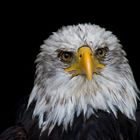 Weißkopfseeadler - schon 'zig mal gesehen - trotzdem noch mal