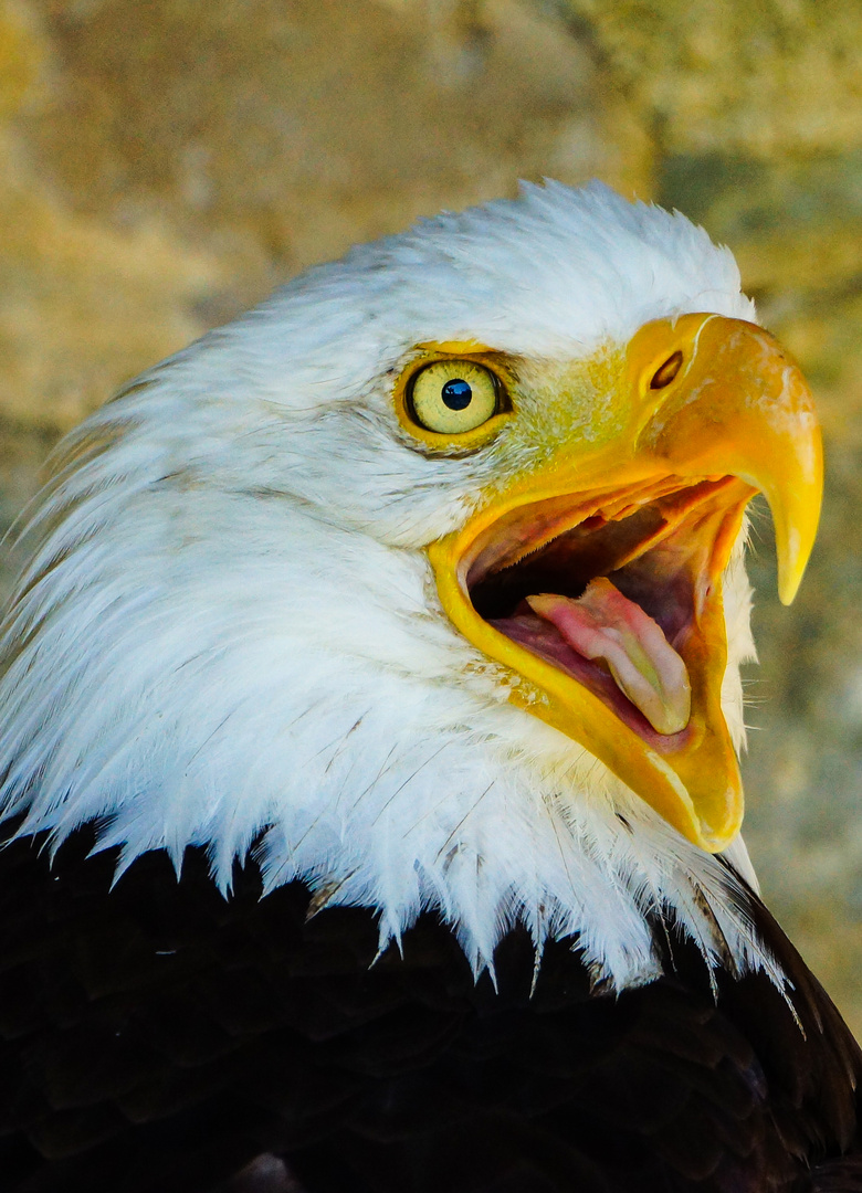 Weißkopfseeadler Schrei