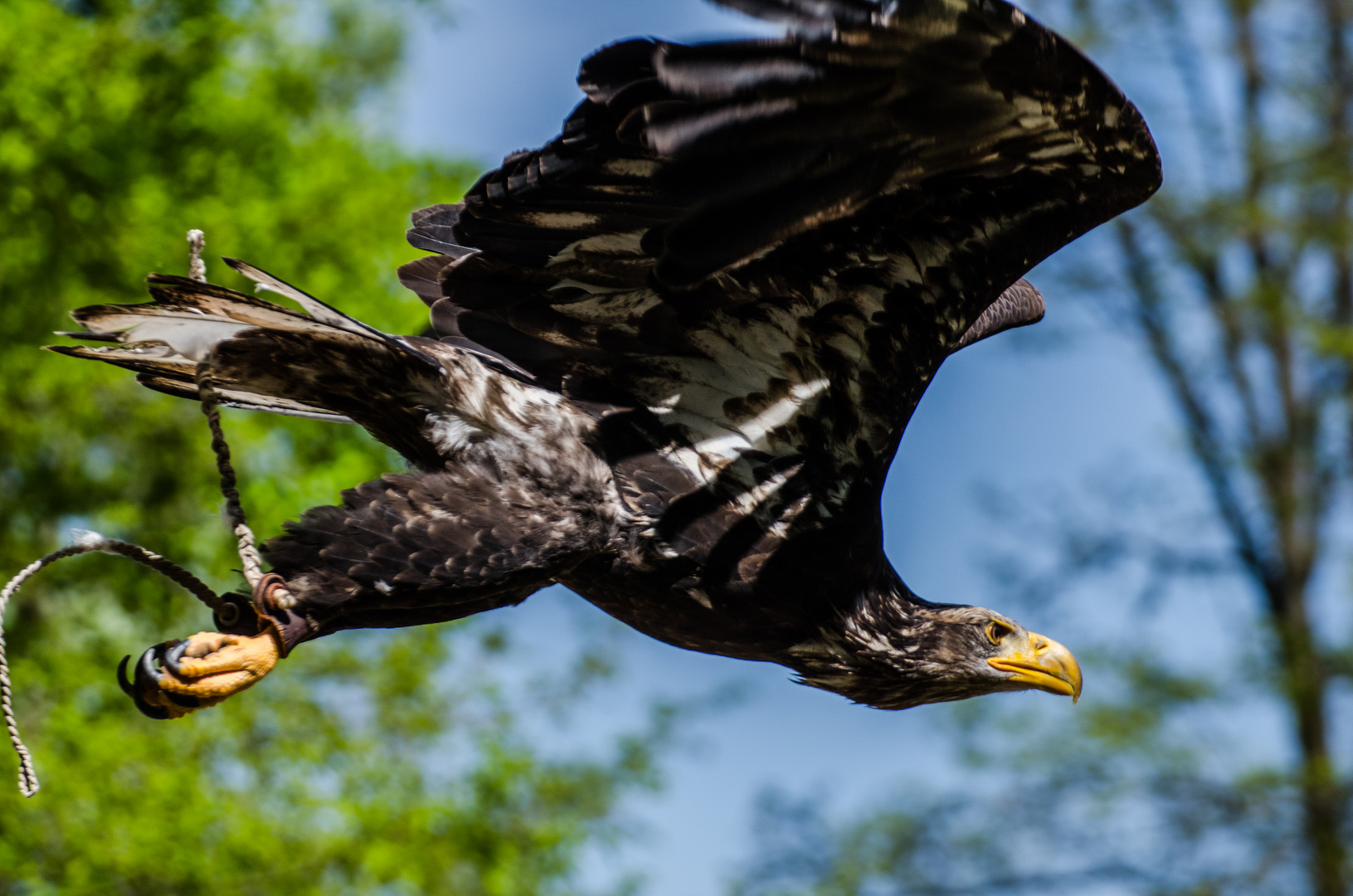 Weißkopfseeadler Sky