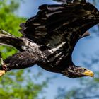 Weißkopfseeadler Sky