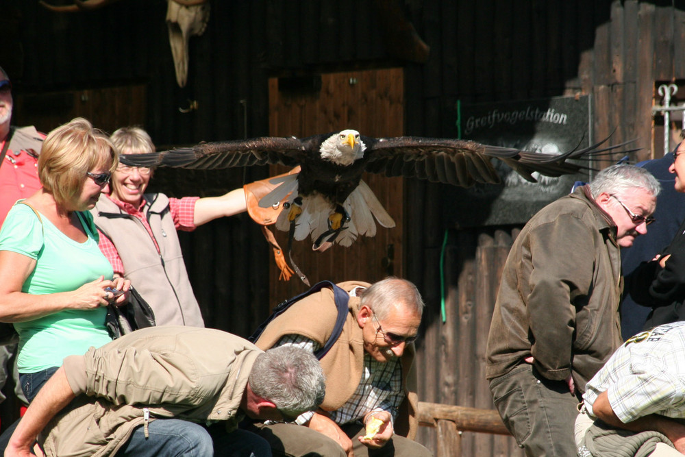 Weisskopfseeadler startet