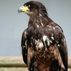 Weißkopfseeadler Theo