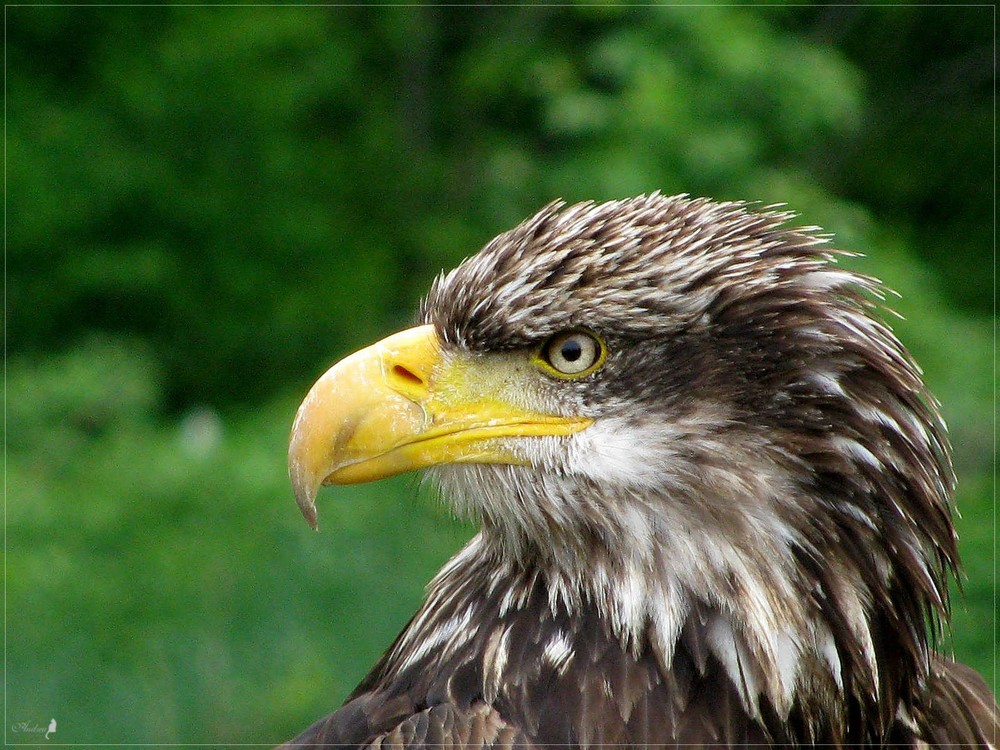 Weißkopfseeadler Tonka