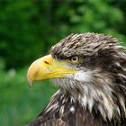 Weißkopfseeadler Tonka