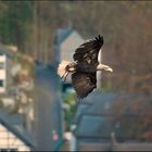 Weißkopfseeadler über Monschau