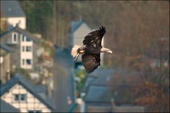 Weißkopfseeadler über Monschau