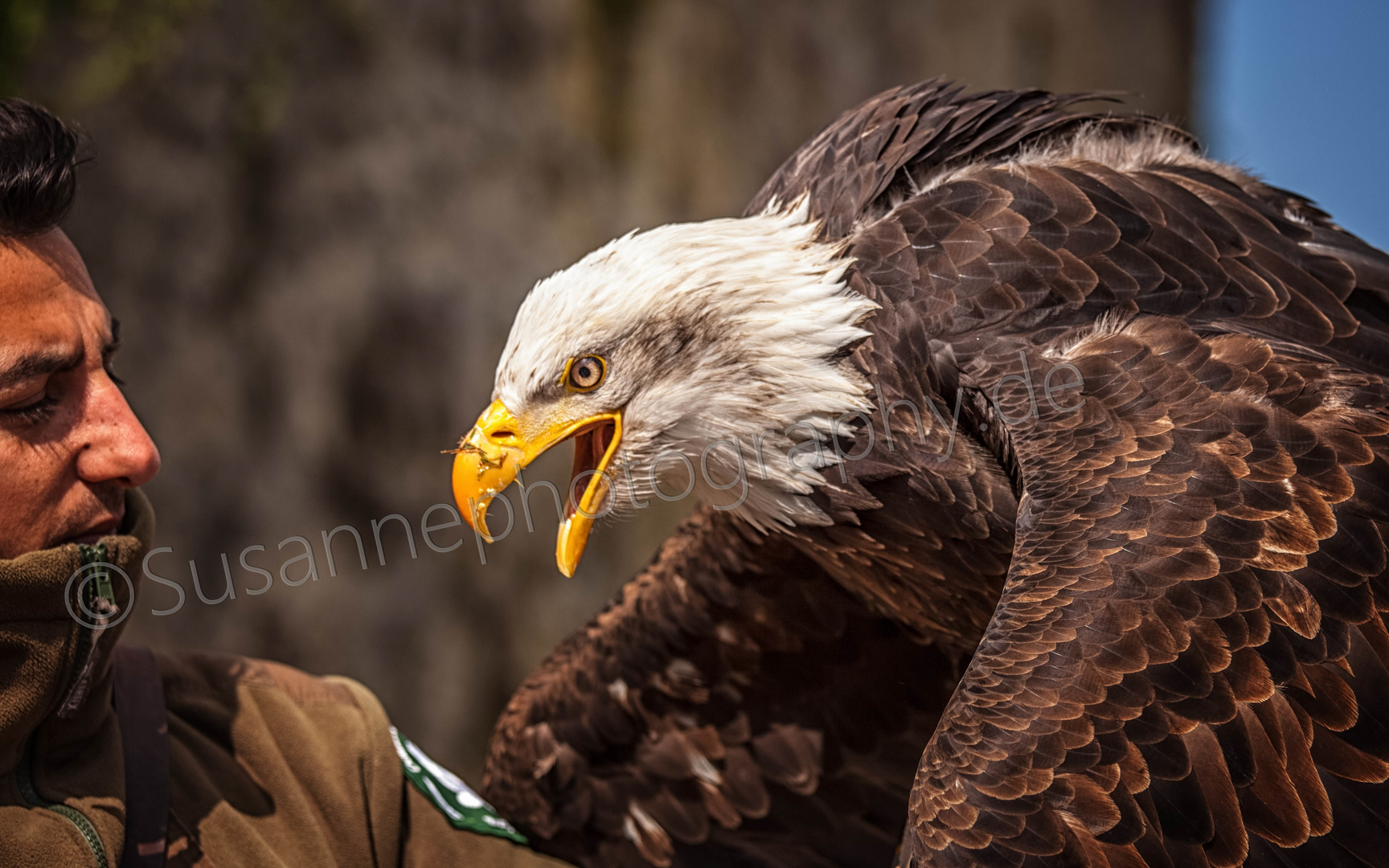 Weißkopfseeadler und Falkner