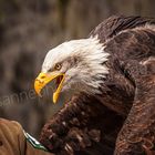 Weißkopfseeadler und Falkner