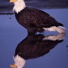 Weisskopfseeadler V