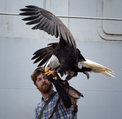 Weißkopfseeadler Viktoria