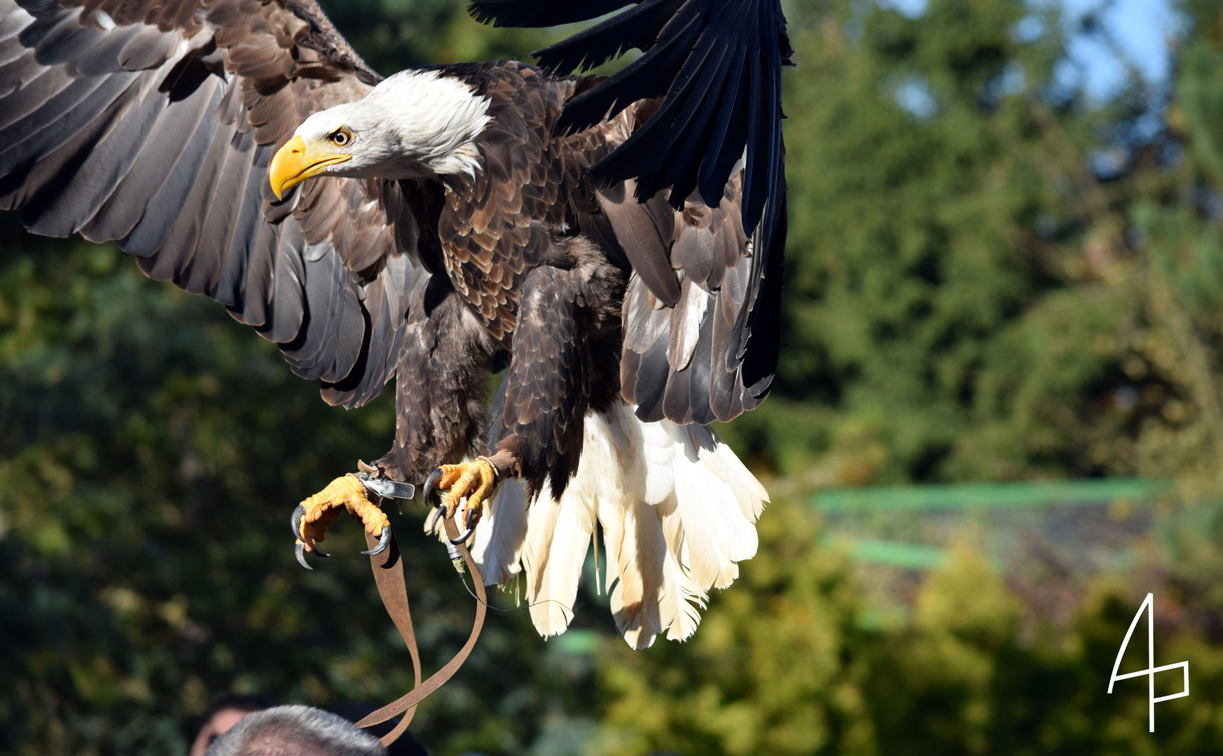 Weißkopfseeadler Vogelpark Marlow