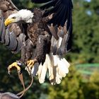 Weißkopfseeadler Vogelpark Marlow