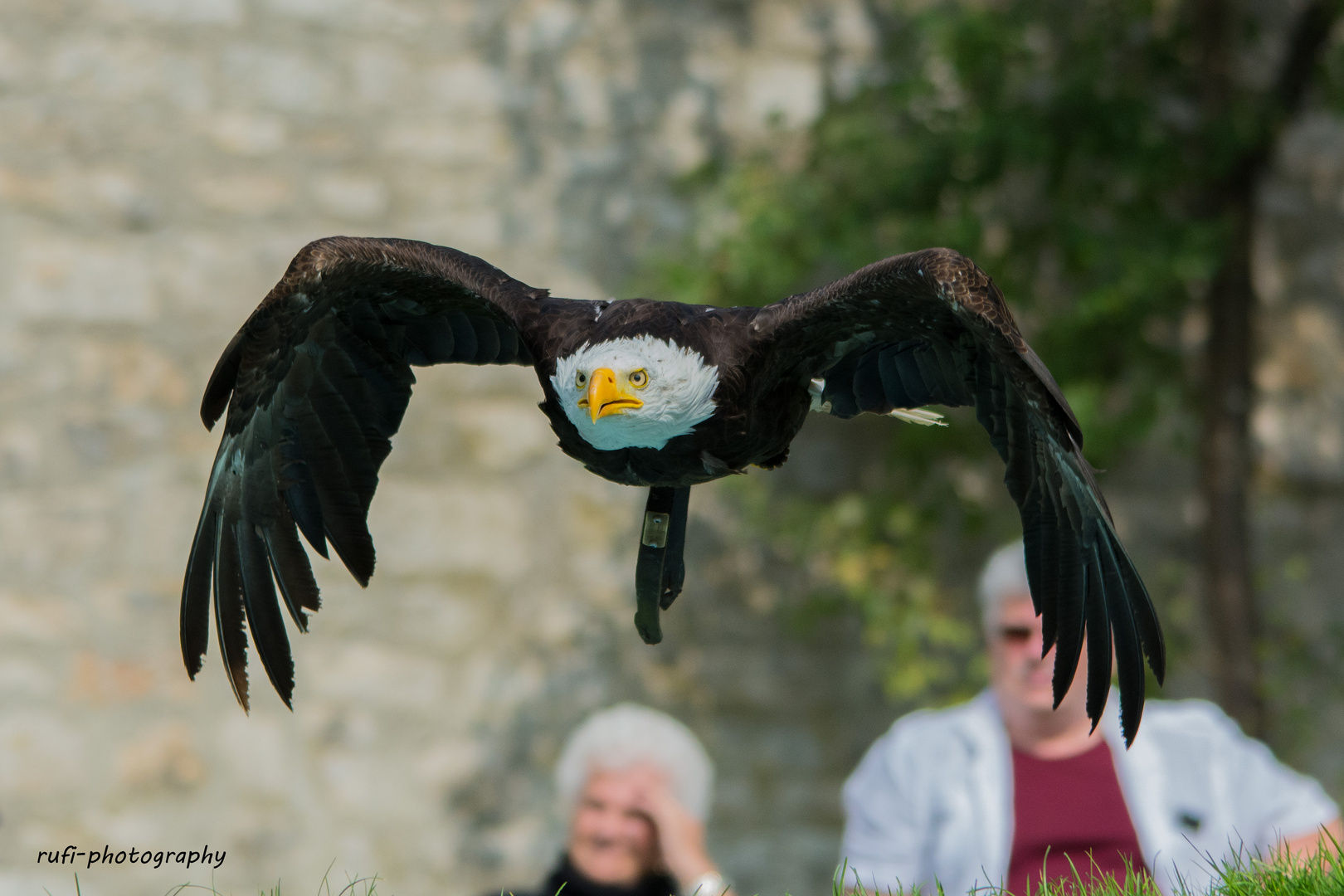 Weisskopfseeadler voll fokussiert - Falknerei Rosenburg