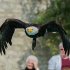 Weisskopfseeadler voll fokussiert - Falknerei Rosenburg