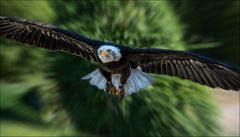 Weisskopfseeadler voll im Flug