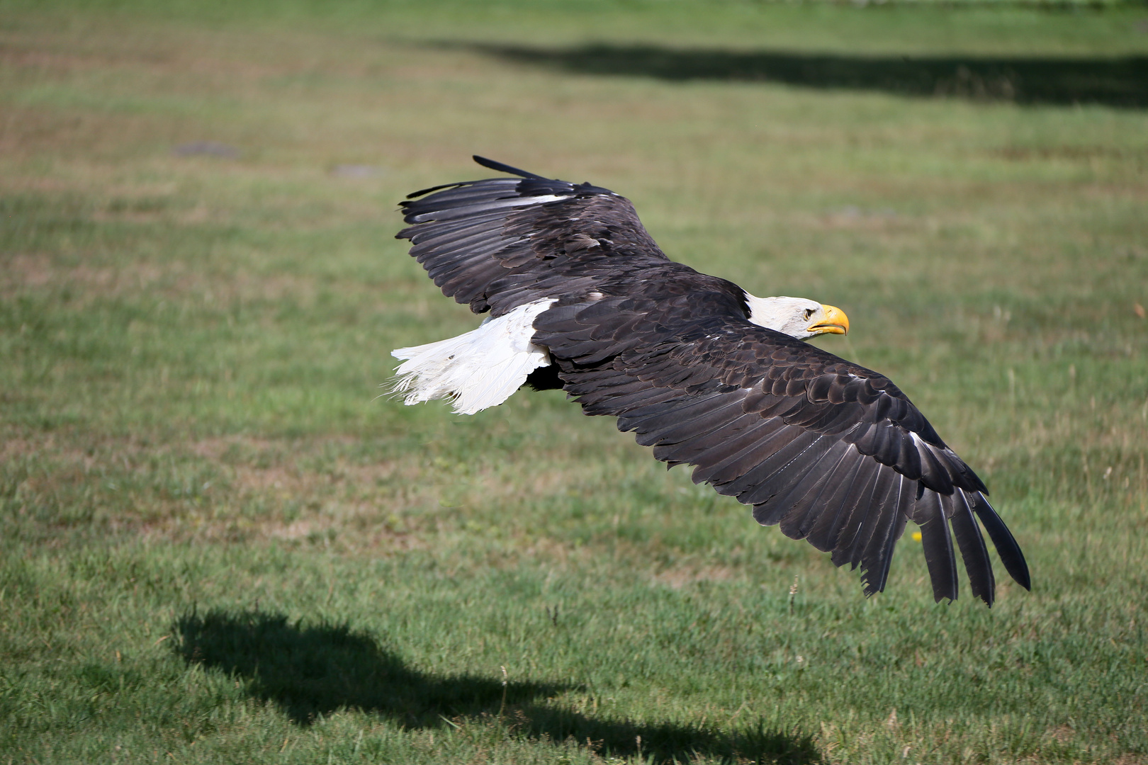 Weisskopfseeadler -Vorbeiflug- -2-