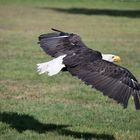 Weisskopfseeadler -Vorbeiflug- -2-